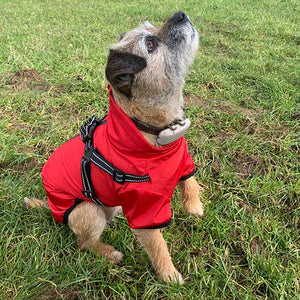 dog coat with harness built in