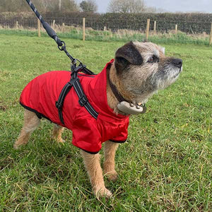 border terrier dog coat red