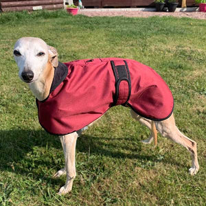warm weather whippet coat with harness hole