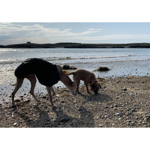 harley and joey on the beach in summer wearing doggy rain jackets