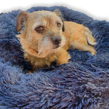 Load image into Gallery viewer, border terrier in bed

