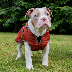 terracotta dog coat with harness hole