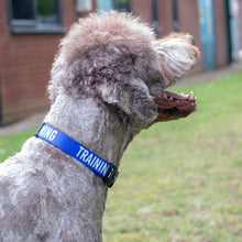 Load image into Gallery viewer, A gray curly-haired dog wearing a bright blue collar with white text that reads 'TRAINING', photographed outdoors on a grassy lawn with a brick building in the background.
