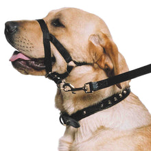 Load image into Gallery viewer, Nylon Training Halter
