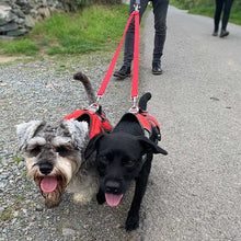 Load image into Gallery viewer, walk two dogs on one lead
