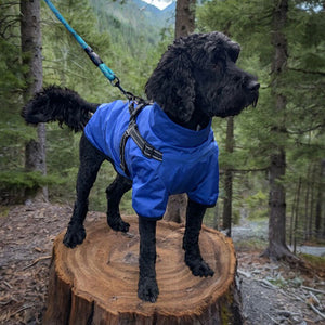 cockapoo summer dog coat with built in harness