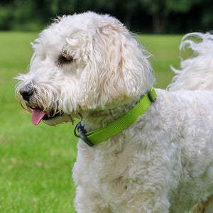 dog collar colourful all weater ideal for swimming