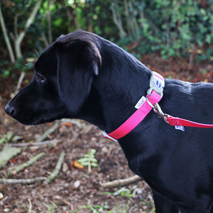 dog collar colourful all weater ideal for swimming