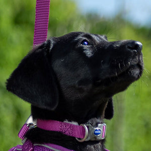 dog collar colourful all weater ideal for swimming