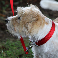 Load image into Gallery viewer, dog collar colourful all weater ideal for swimming
