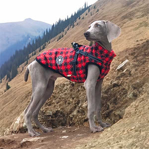 check and star design fashion dog coat