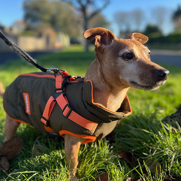 waterproof dog coat with built in harness
