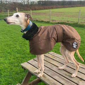 chocolate brown ofira whippet coat from drydogs