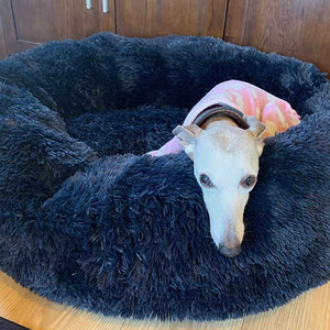 joey the whippet snuggled up in his donut bed