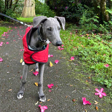 Load image into Gallery viewer, regna lightweight drydogs whippet coat in red
