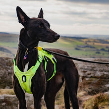 Load image into Gallery viewer, hi-vis reflective whippet greyhound harness
