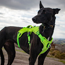 Load image into Gallery viewer, hi-vis reflective whippet greyhound harness
