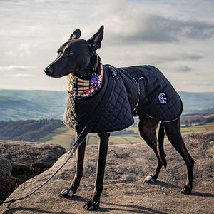 willow posing with his posh drydogs coat