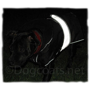reflective safety dog coat on staffordshire bull terrier
