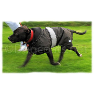 staffy running wearing 2 in 1 ultimate dog coat with removable lining
