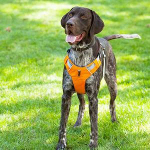 pointer in our orange 2-strap dog harness