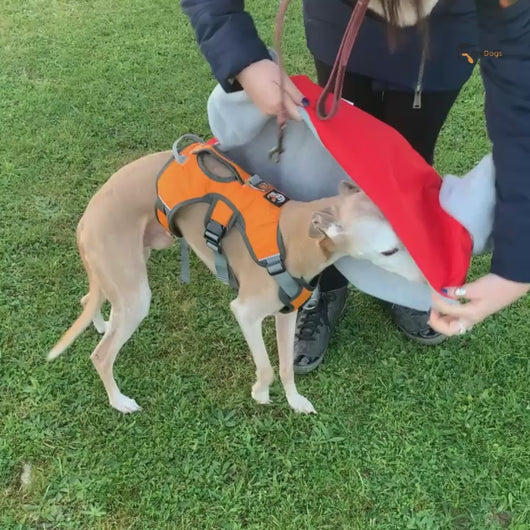 whippet and greyhound coats with harness hole opening
