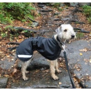 Bedlington terrier coat - Audrey