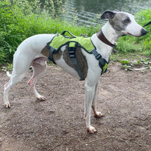 Load image into Gallery viewer, Blue the whippet wearing green escape proof sighthound harness
