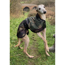 Load image into Gallery viewer, Joey loving his whippet coat. Fleece lined and waterproof whippet coats uk
