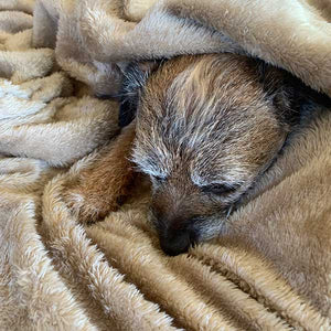 cuddle-soft dog blankets