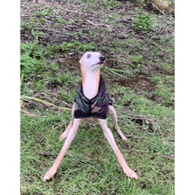 Load image into Gallery viewer, Whippet being silly wearing a camouflage whippet coat doing the splits
