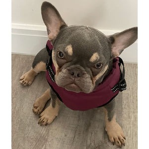 Frenchy wearing quilted dog coat with built in harness in Wine colour