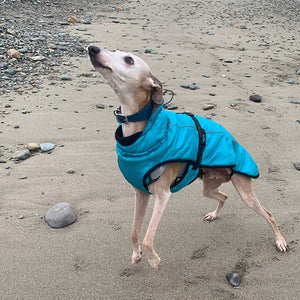 best whippet coat for use with harness