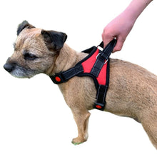 Load image into Gallery viewer, grab handle harness for close control of your dog

