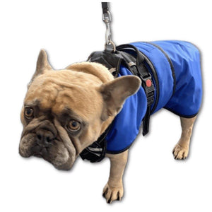 waterproof dog coat with chest protection and a harness over the top royal blue
