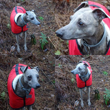 Load image into Gallery viewer, Iggy whigget wearing his new red raincoat with reflective strips.
