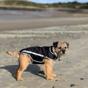 border terrier dog coat with leg straps. summer, light weight dog coats