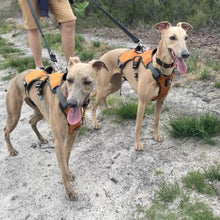 Load image into Gallery viewer, pair of whippets wearing orange dog harnesees
