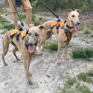 pair of whippets wearing orange dog harnesees
