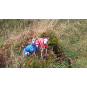 Two of our customers whippets in the matching whippet coats with reflective 