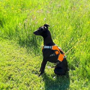 puppy whippet harness escape proof sighthound harness with 3 straps