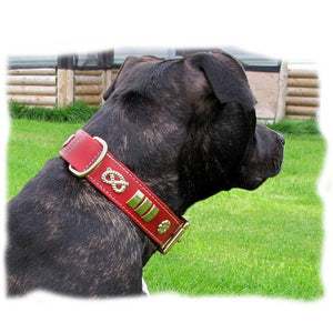 Tia the black staffy wearing a red leather and brass traditional collar