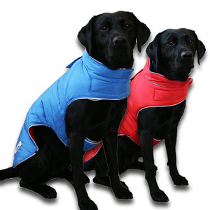 black Labrador in reversible dog coat with harness hole