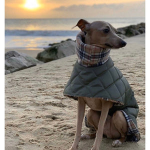 Sunset on the beach. Olive Quilted whippet/greyhound coat