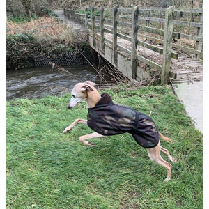 Whippet leaping and jumping wearing a DryDogs whippet coat 