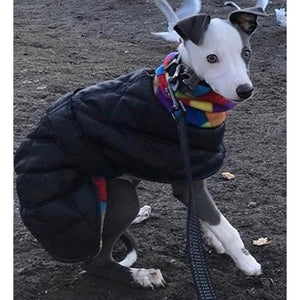 whippet puppy coat