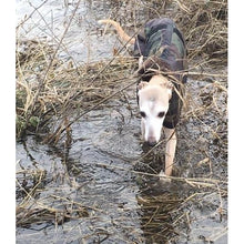 Load image into Gallery viewer, Whippet in a coat walking through a river in the undergrowth
