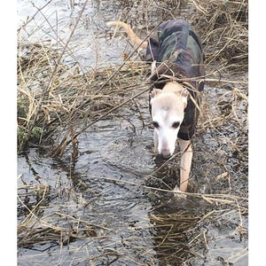 Whippet in a coat walking through a river in the undergrowth