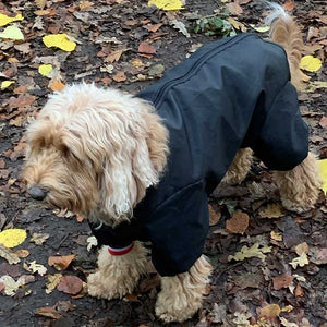 Wilma wearing navy nylon dog mud suit / show suit 