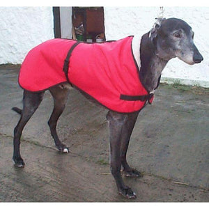 Zoom wearing a red greyhound coat with fleece lining for warmth